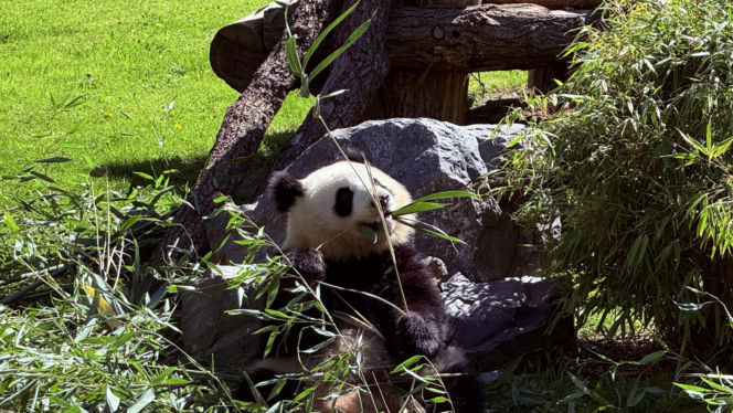Pandy ZOO Berlin