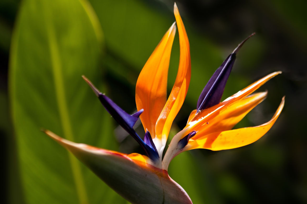 Spacer po ogrodzie botanicznym