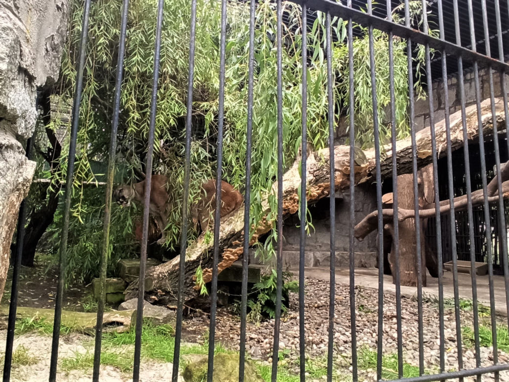Puma Nubia na razie zostanie w chorzowskim ZOO. Zestresowane zwierze tęskni za opiekunem [ZDJĘCIA, WIDEO]