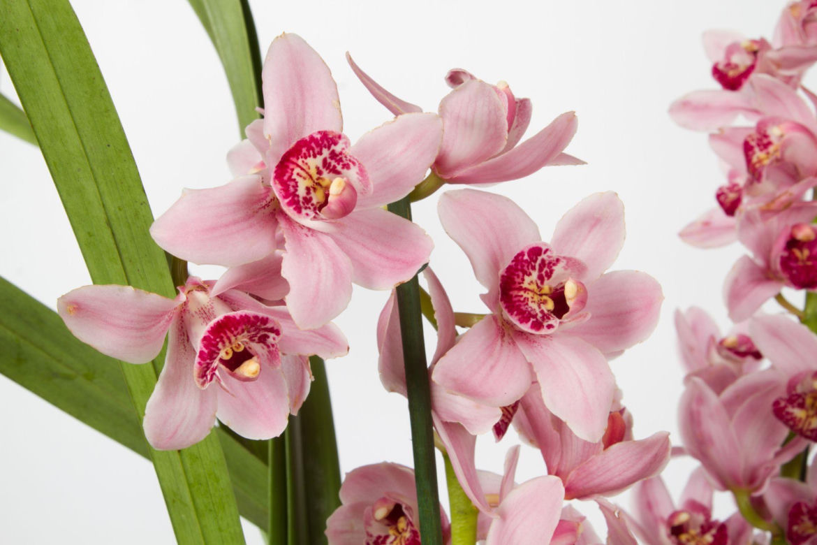Cymbidium