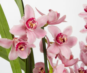 Cymbidium w domu: jak zadbać o storczyk i sprawić, by zakwitł?