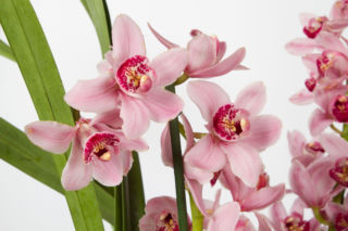 Cymbidium w domu: jak zadbać o storczyk i sprawić, by zakwitł?