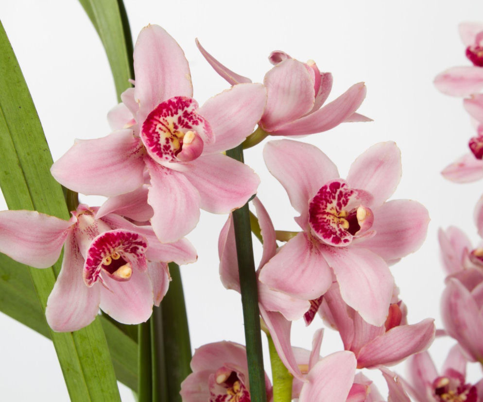 Cymbidium w domu: jak zadbać o storczyk i sprawić, by zakwitł?