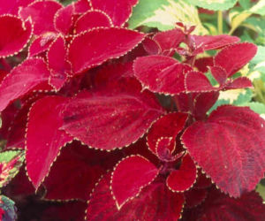 Koleus Blumego