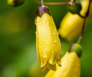 Kirengeszoma dłoniasta