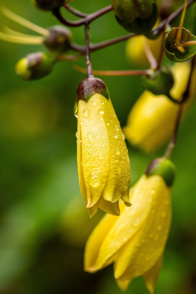 Kirengeszoma dłoniasta