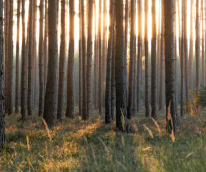 Zgniłe jedzenie, resztki z obiadu czy śmieci - tym ludzie dokarmiają zwierzęta w opolskich lasach