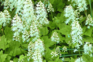 Tiarella sercolistna - Tiarella cordifolia
