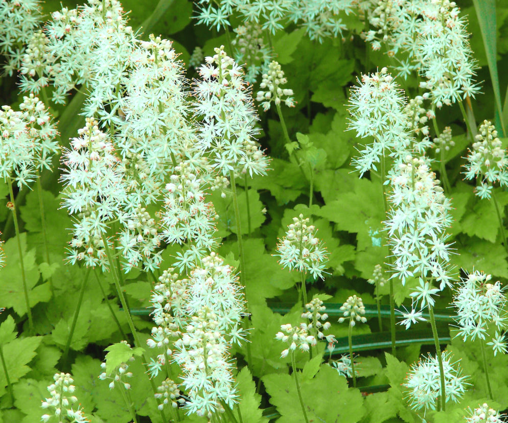 Tiarella sercolistna