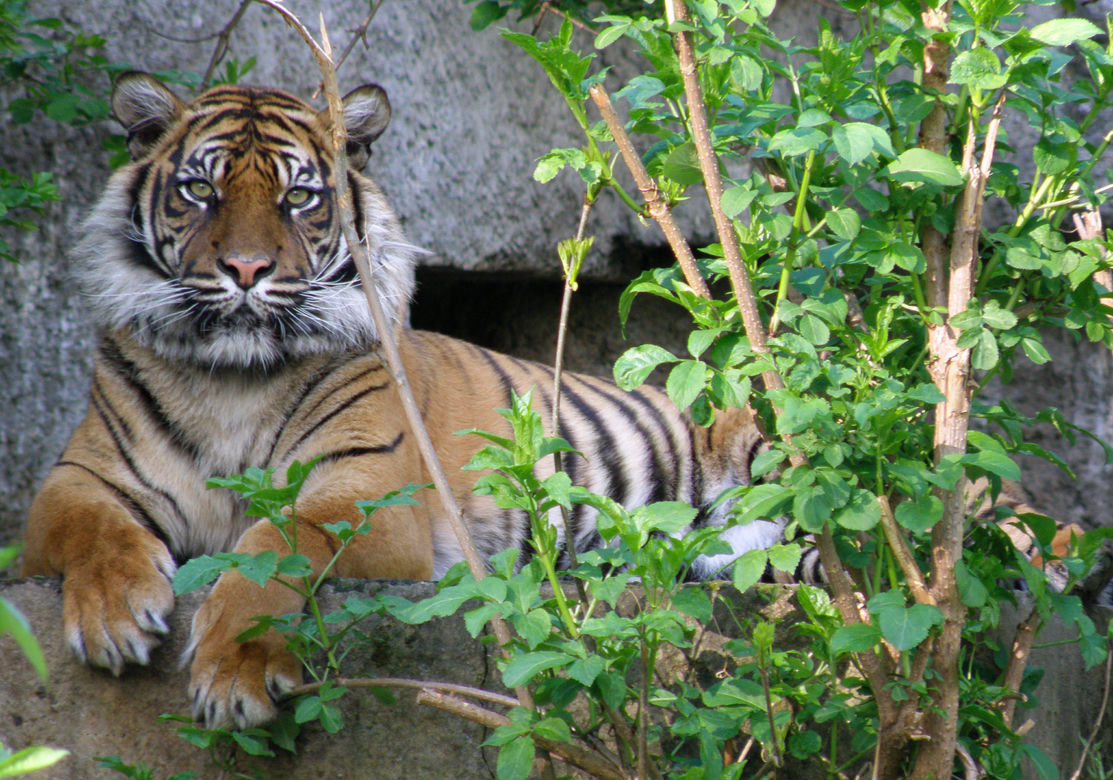 ZOO