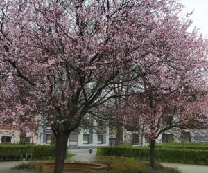 Śliwa wiśniowa 'Pissardii'