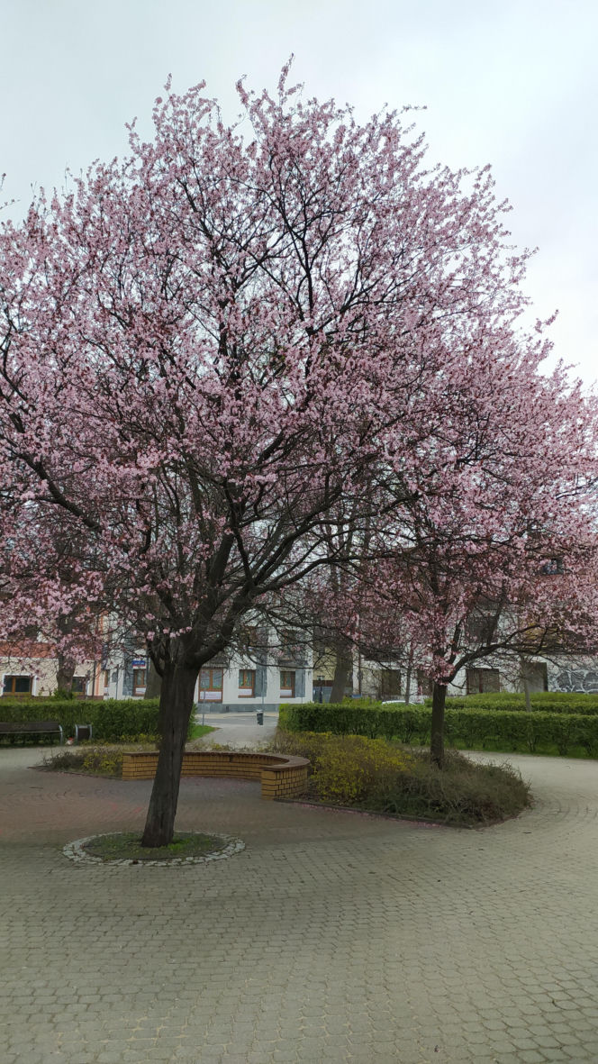 Śliwa wiśniowa 'Pissardii'