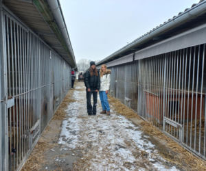 Mruczki w roli głównej. Dzień Kota w schronisku dla bezdomnych zwierząt w Henrykowie