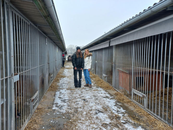 Mruczki w roli głównej. Dzień Kota w schronisku dla bezdomnych zwierząt w Henrykowie