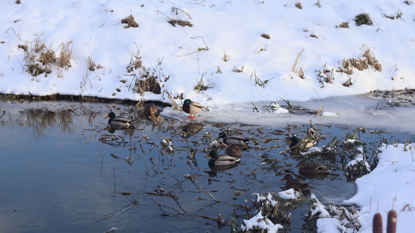 Cicho i wszędzie biało. Tak prezentuje się skansen w Lublinie w zimowej odsłonie! [GALERIA]