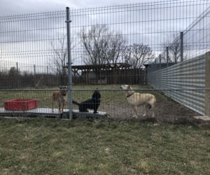 Dzień otwarty w lubelskim schronisku