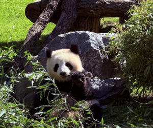Pandy ZOO Berlin