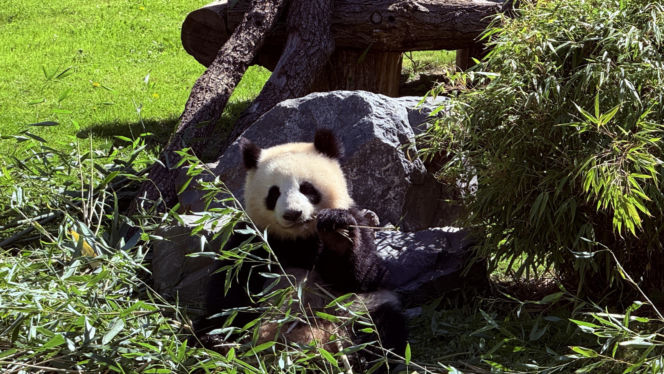 Pandy ZOO Berlin