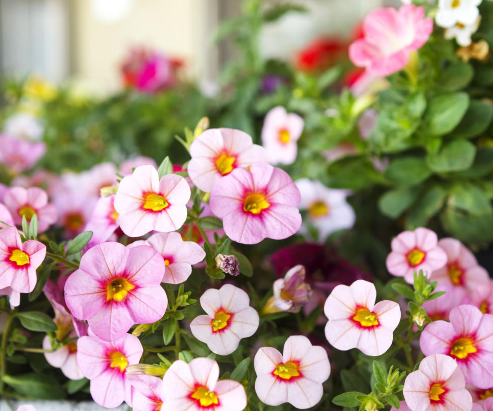 Tylko jeden błąd sprawi, że Million Bells nie zakwitnie! Poznaj 3 triki na balkon pełen Calibrachoa do listopada