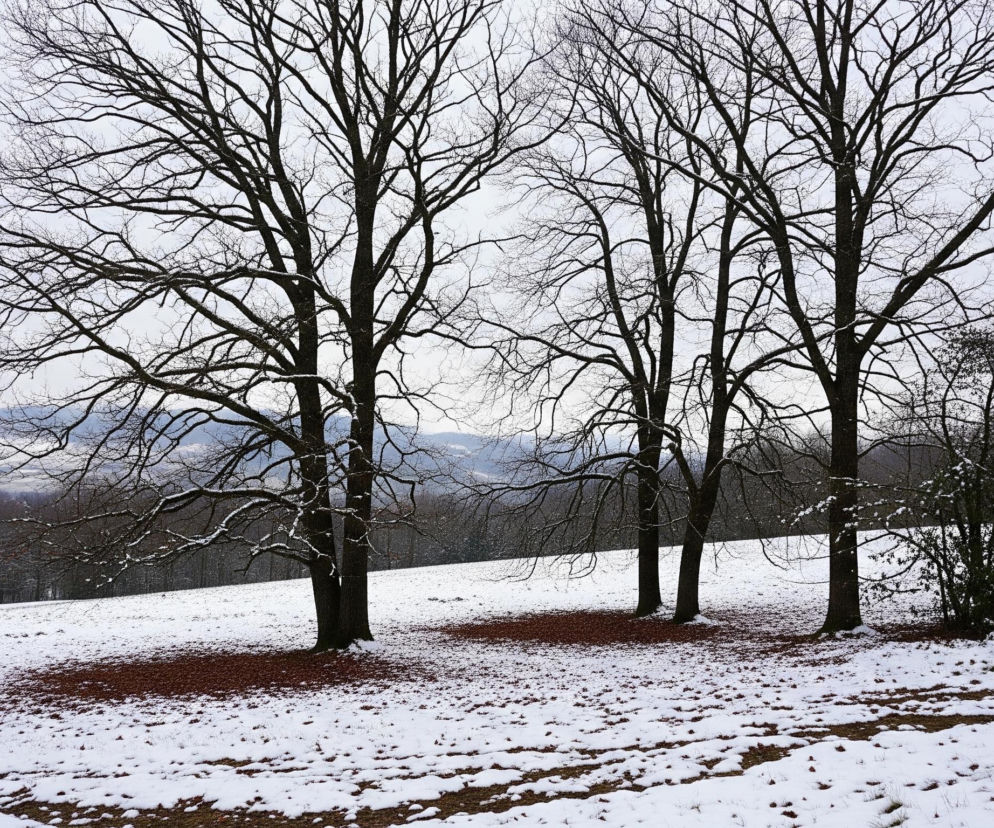 Zasypany śniegiem pagórek pokrywa brązowa ziemia z widocznymi spod śniegu suchymi liśćmi i trawą. Na horyzoncie widoczne są góry, częściowo zasłonięte przez drzewa bezlistne o czarnych gałęziach. Pięć drzew znajduje się pośrodku kadru, z ciemnobrązowymi pniami, pokrytymi w niewielkim stopniu śniegiem, i rozłożystymi gałęziami, z których niektóre również pokryte są śniegiem. Na lewym skraju obrazu, za bezlistnymi drzewami, stoi pojedyncze, zielone drzewo iglaste.