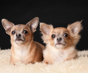 Żona trzymała męża w kojcu dla psów. Wokół 60 chihuahua