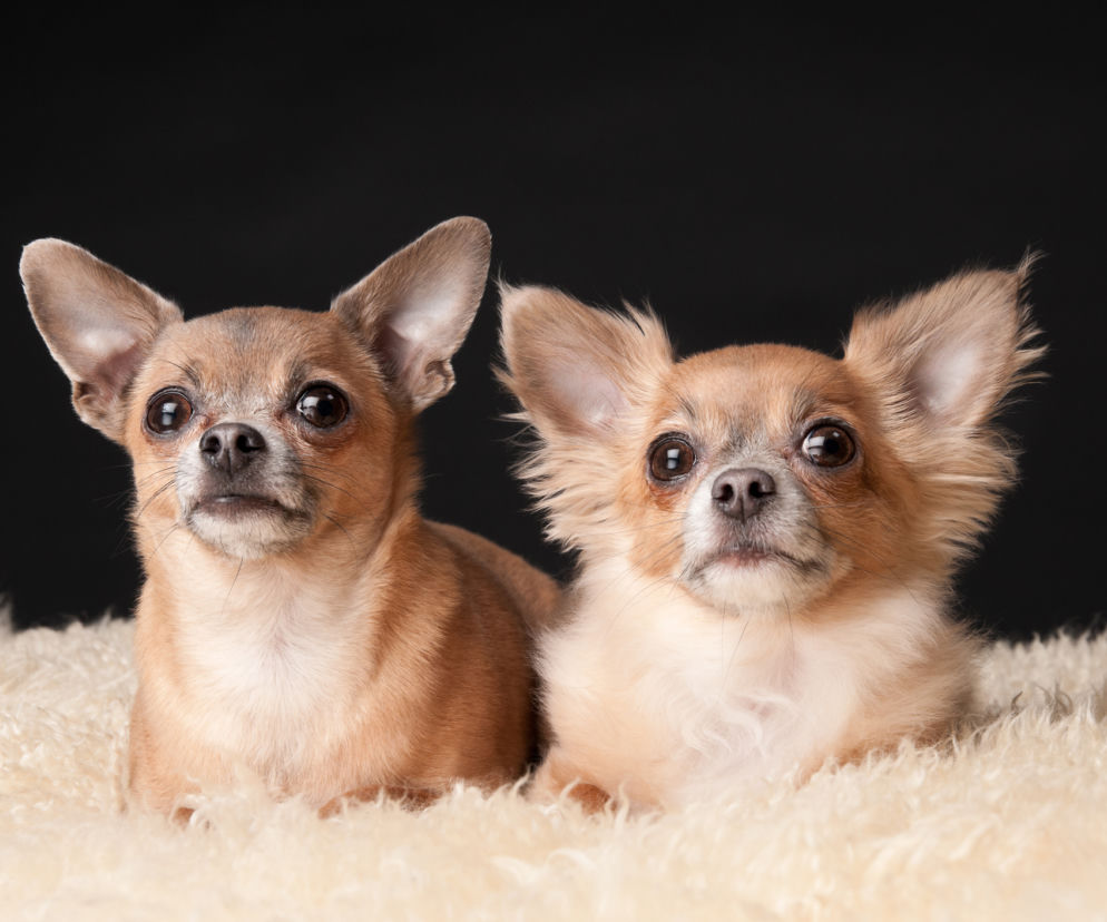 Chihuahua: najmniejsze psy na świecie