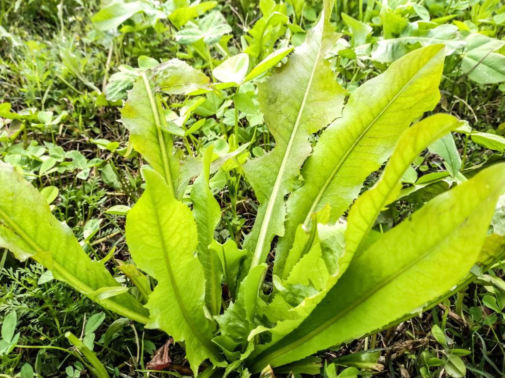Cykoria podróżnik