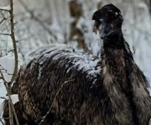Emu znaleziony w lesie pod Garwolinem