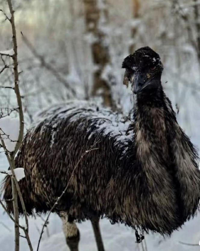 Emu znaleziony w lesie pod Garwolinem
