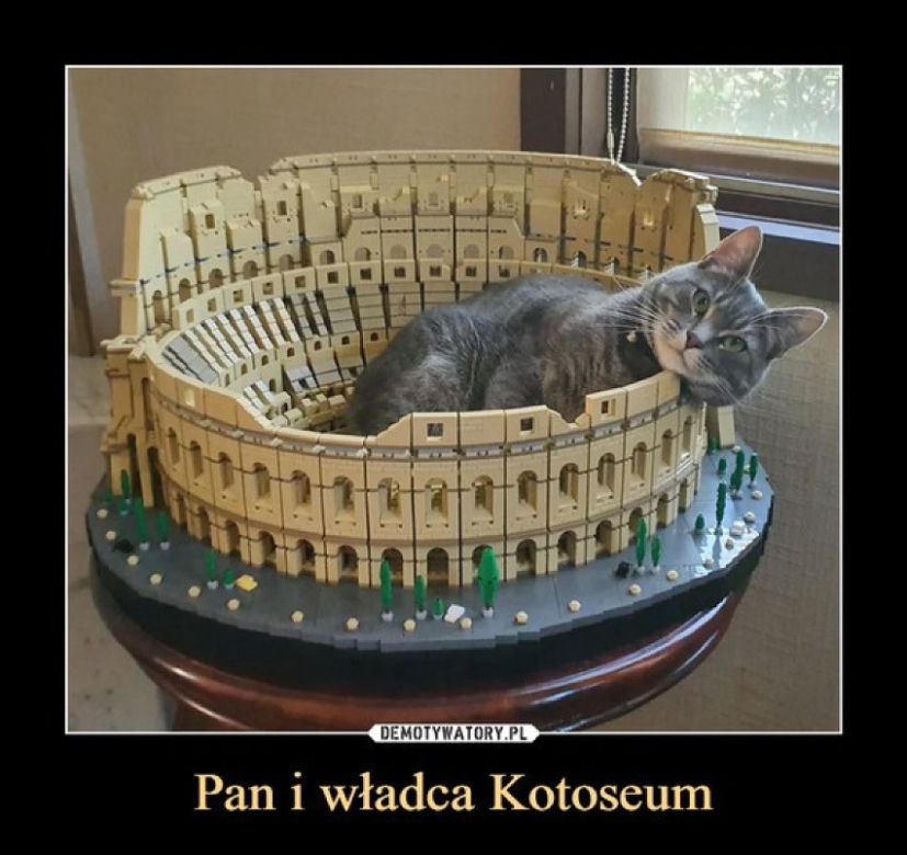 Światowy Dzień Kota 2022. Zobacz najśmieszniejsze obrazki i MEMY z kotami! 