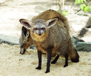 Otocjon wielkouchy