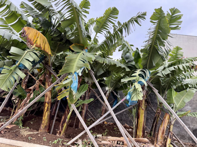 Plantacje bananów to częsty widok na wyspie 