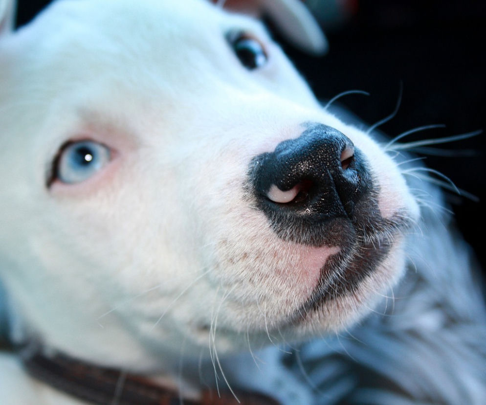Amstaff zaatakował ośmioletnią dziewczynkę, ojciec dziecka ranił psa (zdjęcie poglądowe)
