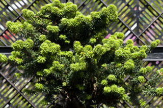 Świerk pospolity 'Compacta' - Picea abies 'Compacta'
