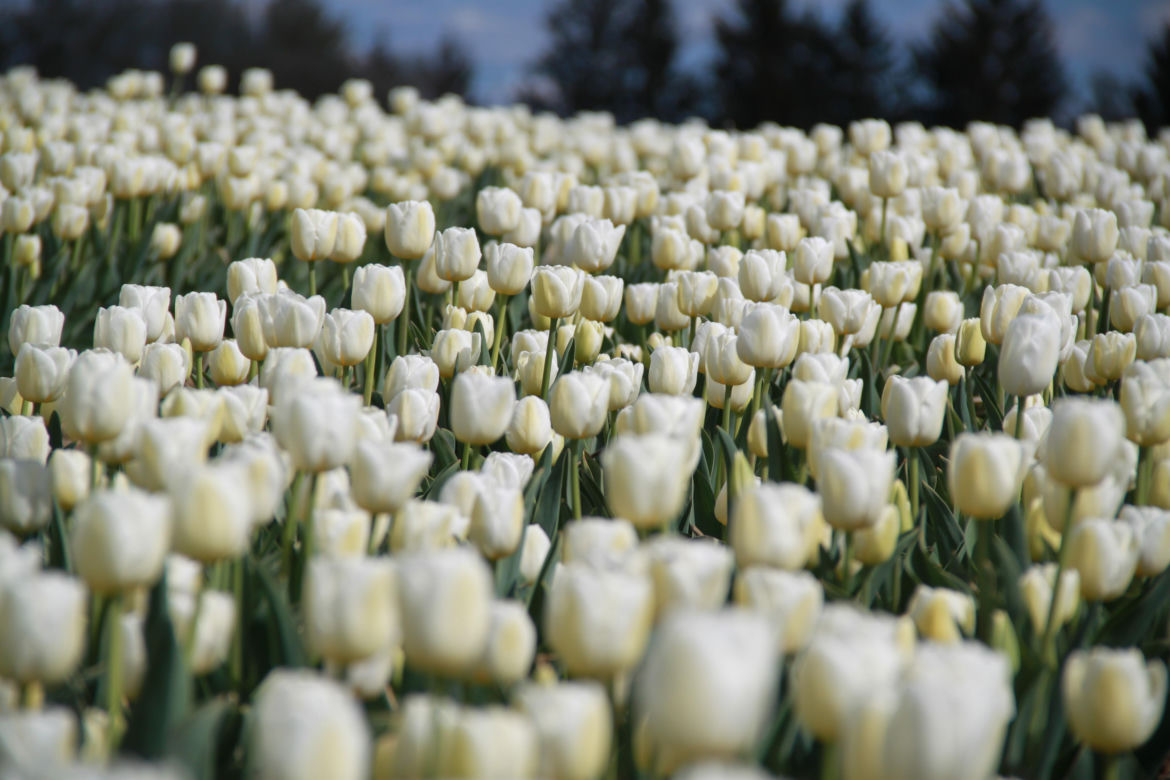 Tulipany na polach w Chrzypsku Wielkim