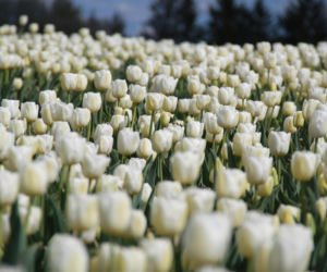 Tulipany na polach w Chrzypsku Wielkim