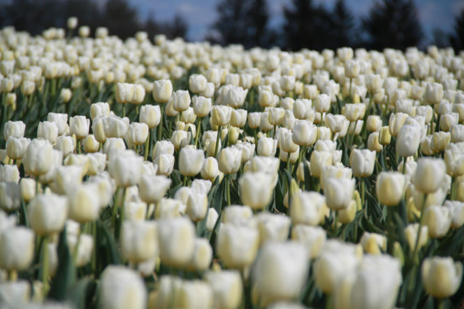 Tulipany na polach w Chrzypsku Wielkim