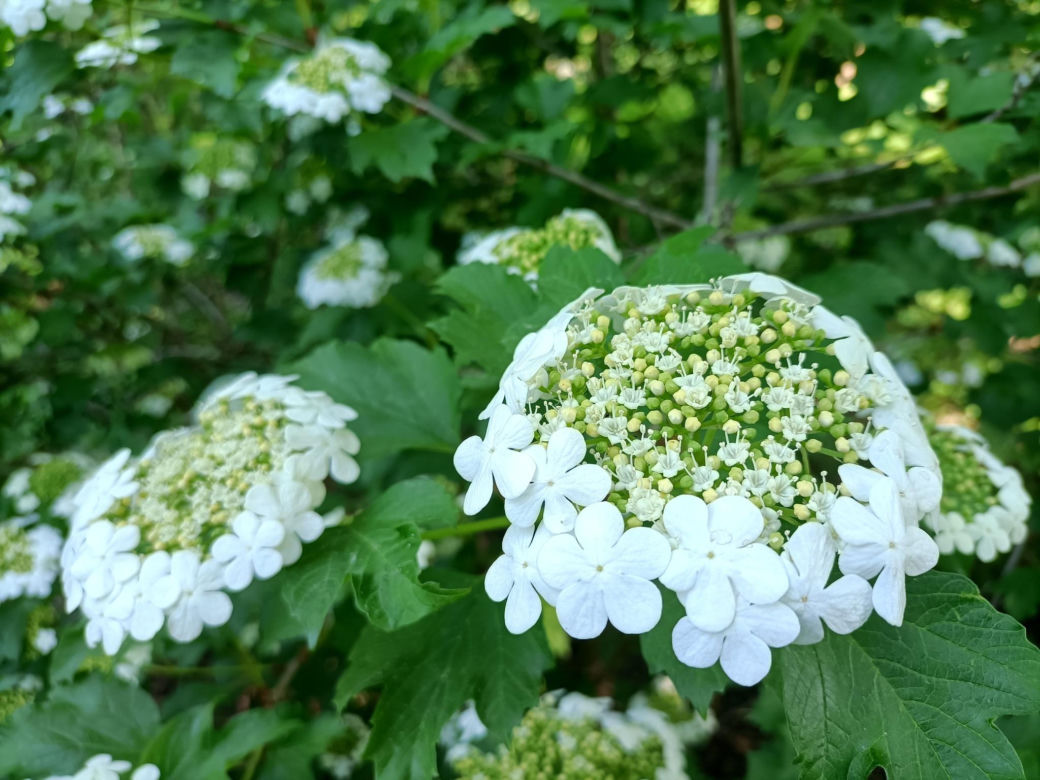 Arboretum Kórnickie - raj dla miłośników pięknych roślin