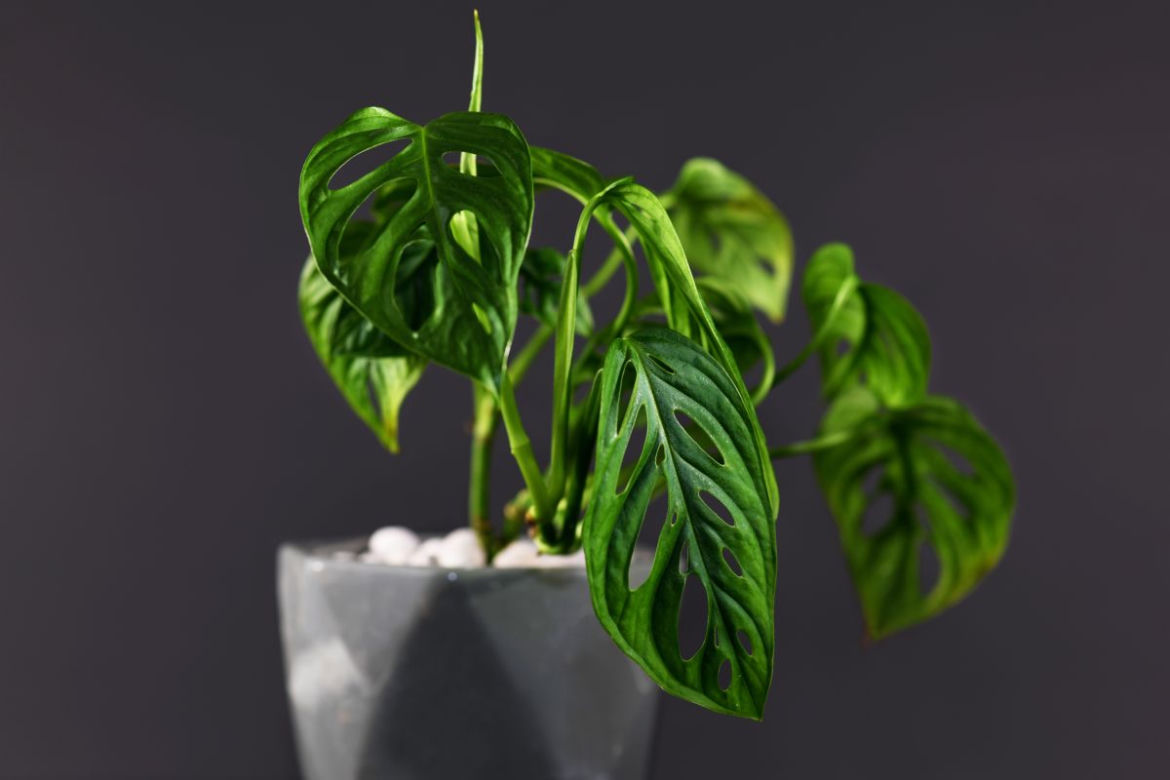 Monstera adansonii