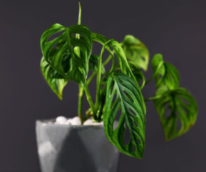 Monstera adansonii