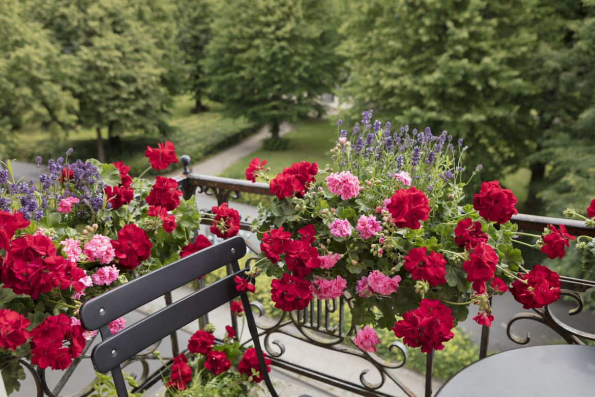 Pelargonie w skrzynkach balkonowych