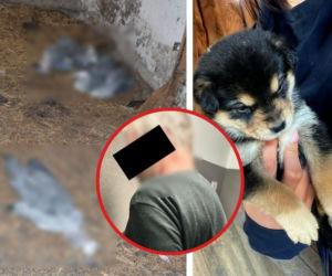 Wstrząsające odkrycie na posesji 59-latka! Szczenięta biegały wśród gwoździ i gruzu. Obok leżały martwe czaple