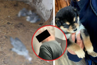 Wstrząsające odkrycie na posesji 59-latka! Szczenięta biegały wśród gwoździ i gruzu. Obok leżały martwe czaple
