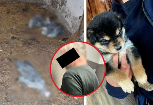 Wstrząsające odkrycie na posesji 59-latka! Szczenięta biegały wśród gwoździ i gruzu. Obok leżały martwe czaple