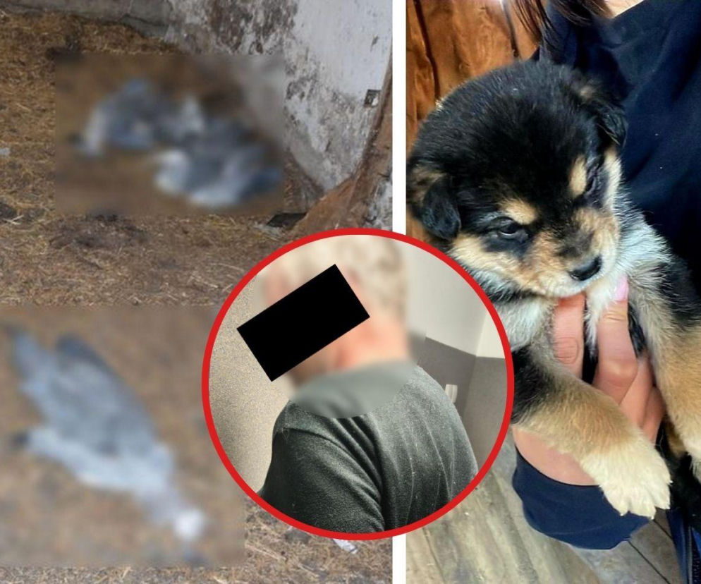 Makabryczne odkrycie pod Opolem Lubelskim. Szczenięta biegały po gruzowisku, a obok leżały martwe ptaki