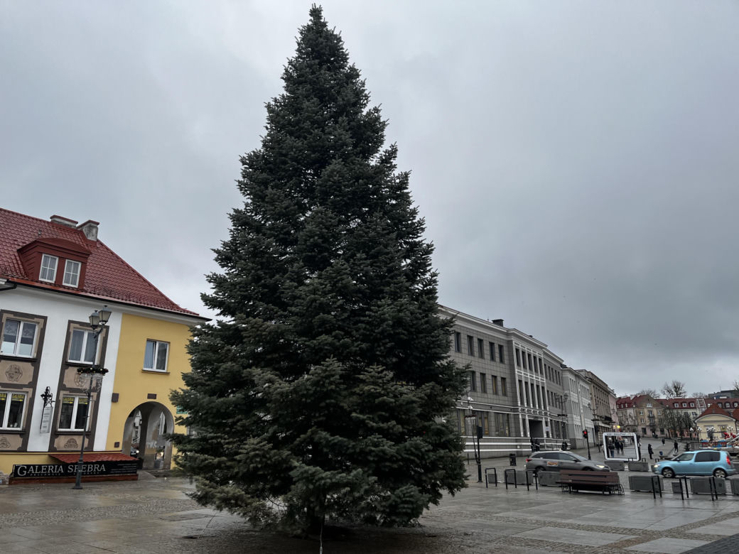Wielki choinka stanęła na Rynku Kościuszki