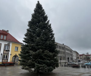 Wielki choinka stanęła na Rynku Kościuszki