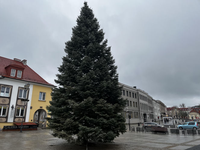Wielki choinka stanęła na Rynku Kościuszki