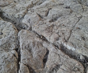 Gagaty Sołtykowskie. Największe ślady dinozaurów w Polsce