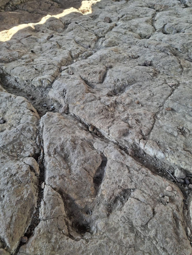 Gagaty Sołtykowskie. Największe ślady dinozaurów w Polsce